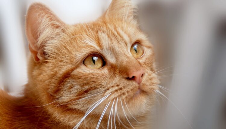 Planta que espanta mosquitos e carrapatos virou febre entre quem tem pets